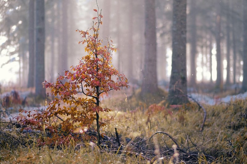 Enchanted Forest