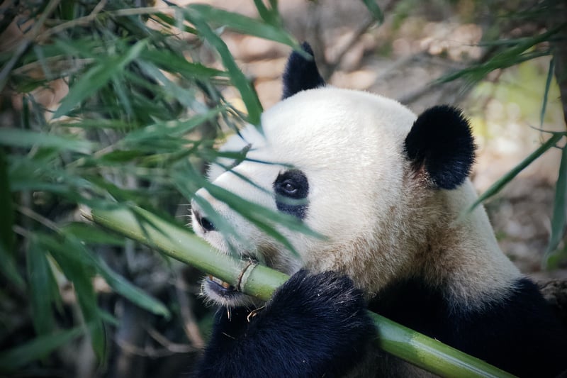 Bamboo Forest
